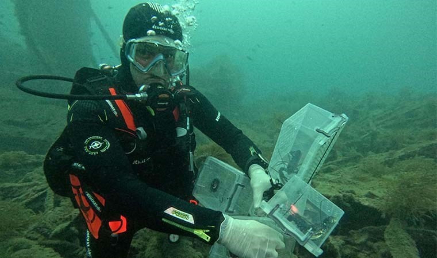 Çanakkale’de tarihi batığa 400 ıstakoz yavrusu salındı